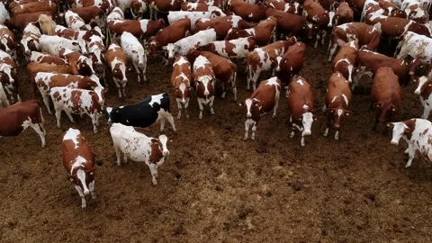 Aerial view of a densely packed herd of brown and white cows with one black cow Stock Footage 291116926