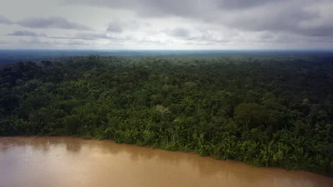 Aerial view of the densely rainforest-lined riverbank of the Napo River Stock-Footage 247808901