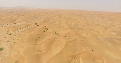 Aerial view of Desert animals Video stock 80321006