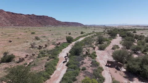Aerial view of desert elephants in dry riverbed, Danamaland, Namibia Stock Footage 335266471