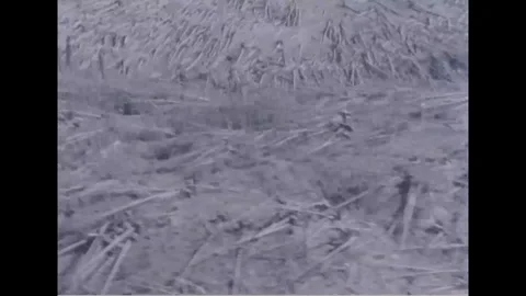 Aerial view of destroyed trees due to volcanic eruption of Mt.Helens - 1980-1983 Stock Footage 99099161