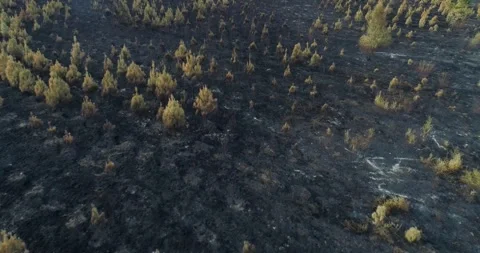Aerial view of the destruction and consequences of a massive forest fire. Stock-Footage 315276133
