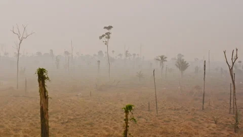 Aerial view of a devastated area in the southern Amazon Rainforest, where dense Stock Footage 340289095