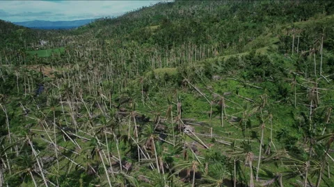 Aerial view of a devastated palm tree forest after a tropical cyclone Видео 334394682