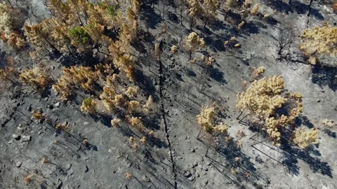 Aerial view of the devastation of a forest fire Video stock 136394354