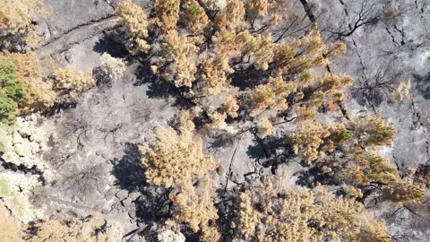 Aerial view of the devastation of a forest fire Stock Footage