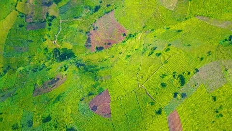 Aerial view developing agriculture with tea plantations and lush green crops on Stock Footage 327607079
