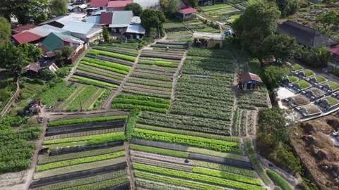Aerial view different type of vegetables Stock Footage 150310232