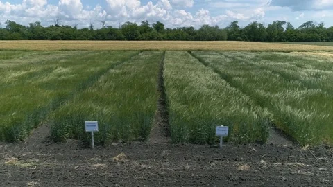 Aerial view of different varieties of wheat on agricultural land Vídeos de archivo 157497874