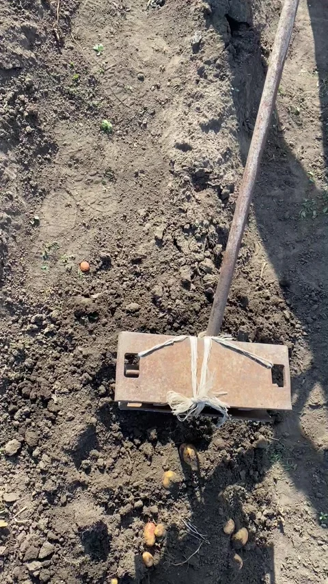 Aerial View of Digging Potatoes with Hand Plow Stock Footage 315362952