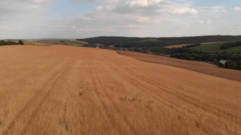 Aerial view of dinkel wheat fields Stock Footage 95326325