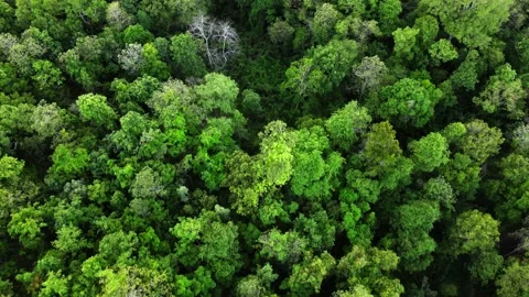 Aerial view of  dipterocarp forest. Stock Footage 133683859