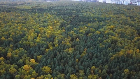 Aerial view. Directly above the deciduous forest in autumn Stock Footage 96212042