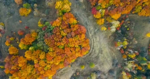 Aerial view. Directly above the deciduous forest in autumn. Northern red oak Stock Footage 139371407