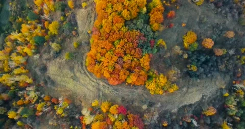 Aerial view. Directly above the deciduous forest in autumn. Northern red oak Video stock 139372080