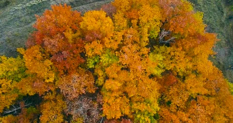 Aerial view. Directly above the deciduous forest in autumn. Northern red oak Stock Footage 139494739