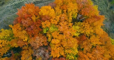 Aerial view. Directly above the deciduous forest in autumn. Northern red oak Video stock 139494835