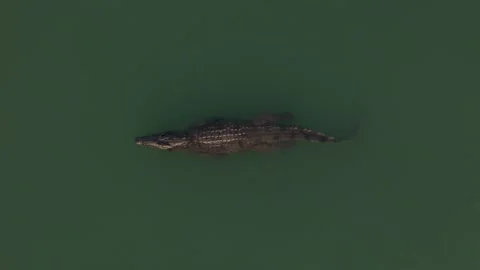 Aerial view directly above a large crocodile in a murky river Vídeo Stock 299836683