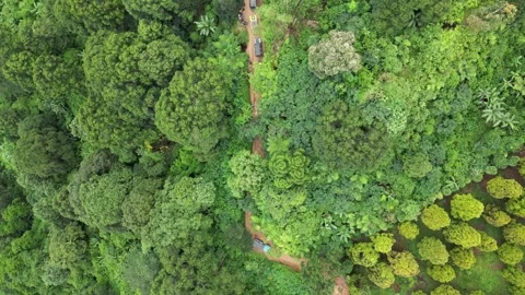 Aerial view of dirt path through lush forest in Indonesia. Stock Footage 345080618