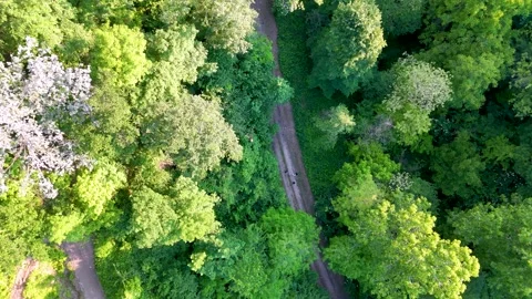 Aerial View of a Dirt Path Winding Through Lush Green Forest Vídeos de archivo 335268119