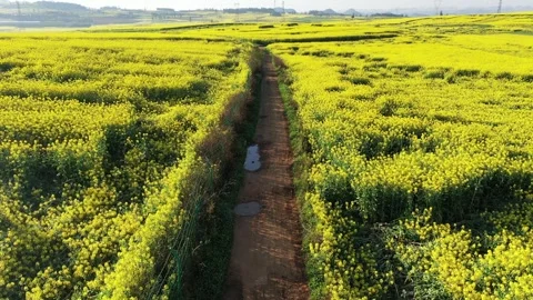 Aerial view of a dirt path winding through vibrant yellow rapeseed flower fields Stock Footage 342104006