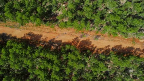 Aerial view of a dirt road that cuts through rural eucalyptus plantations. Stock-Footage 217918906