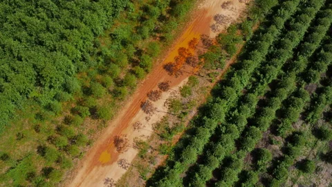 Aerial view of a dirt road that cuts through rural eucalyptus plantations. 스톡 동영상 217923209
