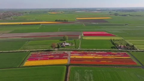 Aerial view of display garden packed with blooming tulips, Netherlands Stock Footage 313367227