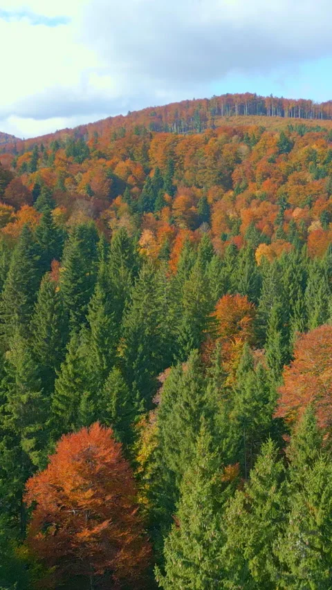 Aerial View of Diverse Forest Immersion 库存影片 319916191