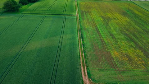 Aerial View of Divided Agricultural Fields with Distinct Crop Textures 動画素材 338352031