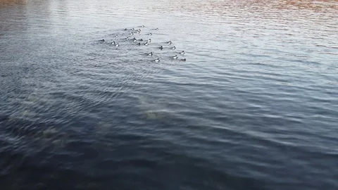 Aerial view of diving ducks flock. Stock Footage 124293666