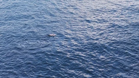 Aerial view of a dolphin jumping in the blue ocean, Maldives. Stock Footage 336323596