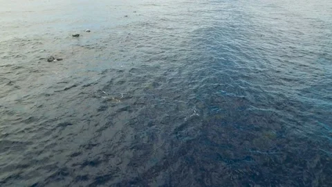 Aerial View of Dolphins Stock Footage 209307087