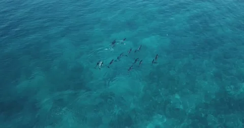 Aerial view of dolphins in ocean Video stock 143645603
