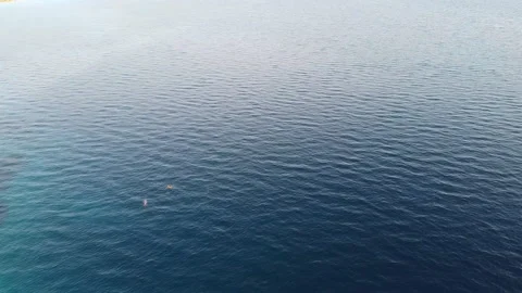 Aerial view of dolphins swimming in the sea Video stock 135842753