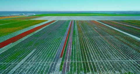 Aerial view with done of Tulip fields Vidéo 88179623