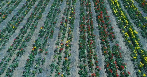 Aerial view with done of Tulip fields Stock Footage 88180098