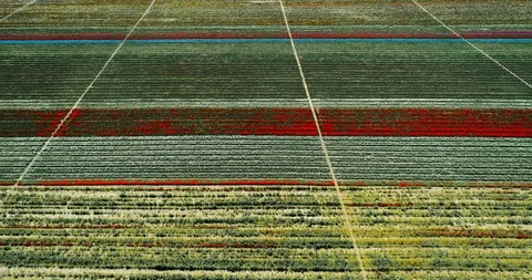 Aerial view with done of Tulip fields Stock Footage 88267860