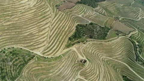 Aerial view of Douro River valley vineyards, Portugal. Stock Footage 345078054