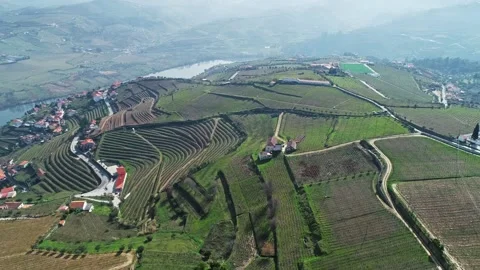 Aerial view of Douro River valley terraced vineyards, Portugal. Stock Footage 345078056