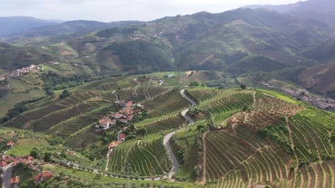 Aerial view of the Douro valley - wine vineyards Stock Footage 137953553