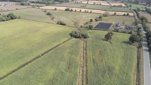 Aerial view, down move. Fly above green corn field with tarmac road and farm  스톡 동영상 95561820