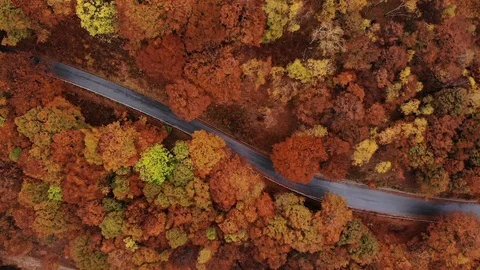 Aerial view down of the red forest in autumn with a road traveled by car Stock Footage 118659798