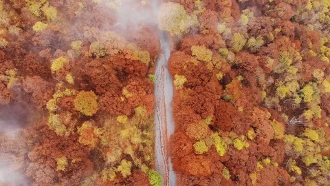 Aerial view down of the red forest in autumn with a road Stock Footage 118661231