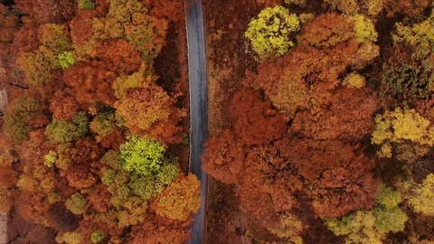 Aerial view down of the red forest in autumn with a road Stock Footage 118663837