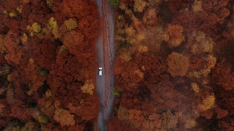 Aerial view down of the red forest in autumn with a road traveled by car Stock Footage 118745038