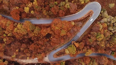 Aerial view down of the red forest Stock Footage 118747284