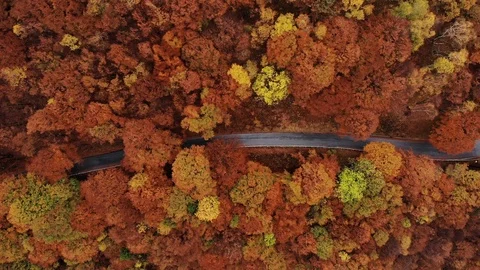 Aerial view down of the red forest in autumn with a road traveled by cars Stock Footage 118753979