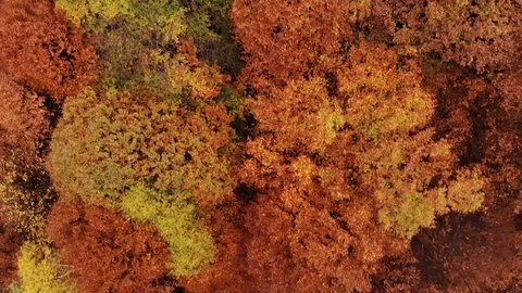 Aerial view down of the red forest in autumn Stock Footage 118756177