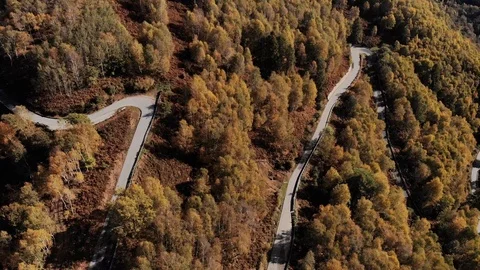 Aerial view down of the red forest in autumn with a road Stock Footage 119465458
